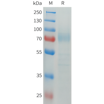 Mouse B7-H2 Protein, hFc Tag