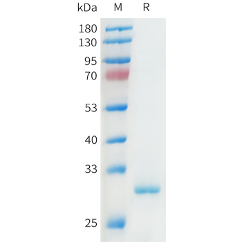Mouse B7-2 Protein, hFc Tag