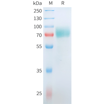 Mouse PSCA Protein, hFc Tag