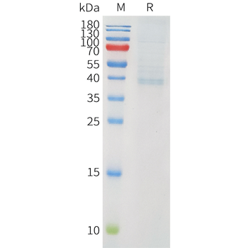 Mouse CD40 Protein, hFc Tag