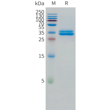 Canis lupus familiaris ANXA2 Protein, His Tag
