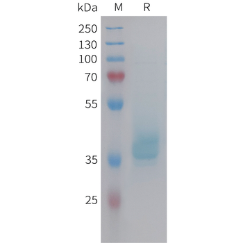 Cynomolgus CCL24 Protein, hFc Tag