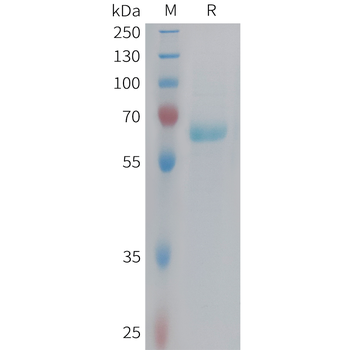 Cynomolgus CCR8 Protein, hFc Tag