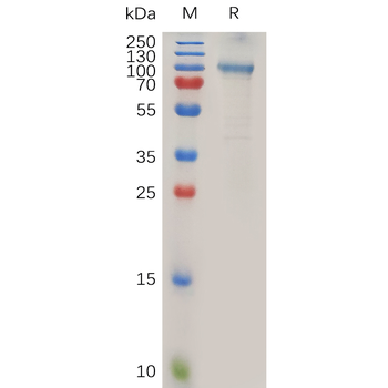 Human CD11 Protein, hFc Tag