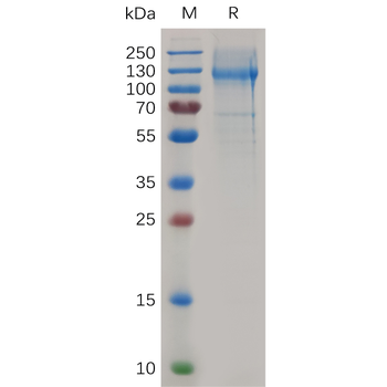 Human MR1 Protein, hFc Tag