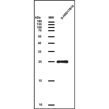Human GPC2 Protein, hFc Tag