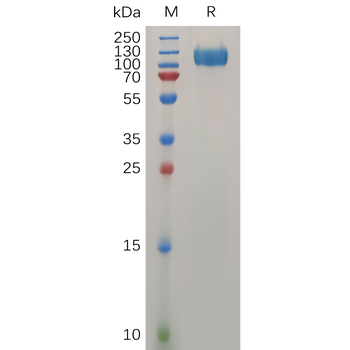 Human CXCL13 Protein, hFc Tag