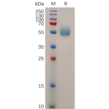Human TNFRSF10A Protein, hFc Tag