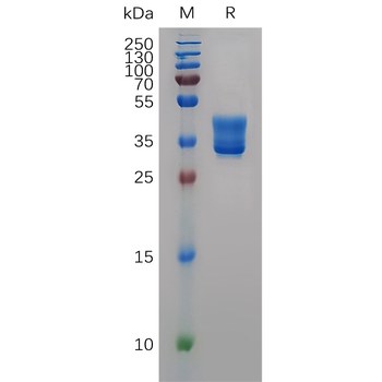 Human PTGER4 Protein, hFc Tag