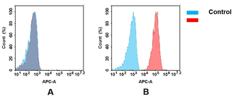 Anti-TFRC(pabinafusp alfa biosimilar) mAb