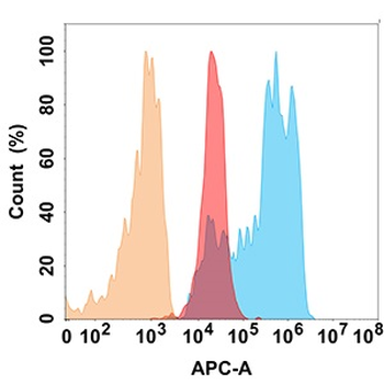 CD99 Antibody