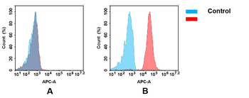Anti-CD56 antibody(DM202); Rabbit mAb