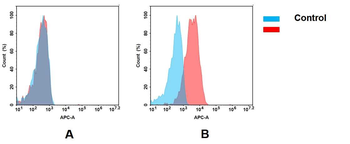 Anti-Nectin-4(enfortumab biosimilar) mAb