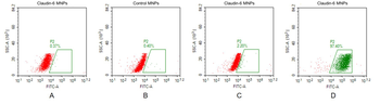 Human Claudin-6 full length protein -MNP