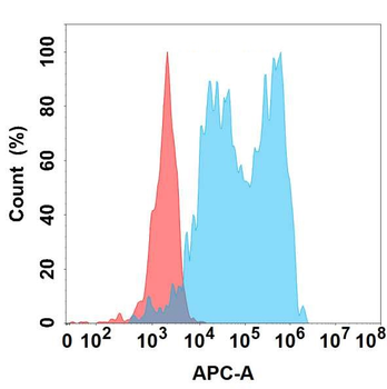 CFB Antibody