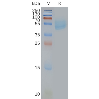 Human ADORA2A full length protein-synthetic nanodisc