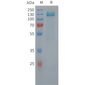 Human CNTF Protein