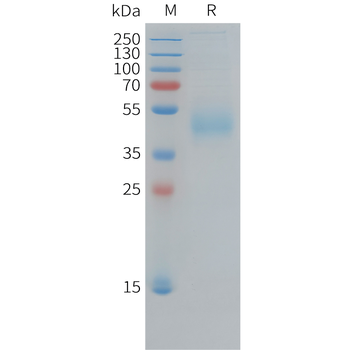 Human FGF-10 Protein