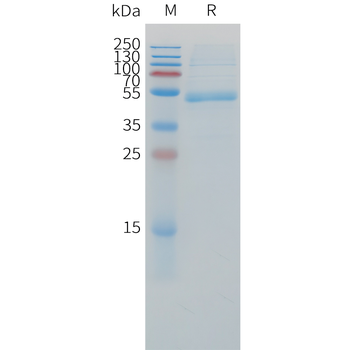 Human IFNW1 (C-6His) Protein