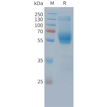 Human ELAPOR1 (C-6His) Protein