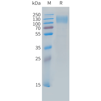 Human IFN alpha2b Protein