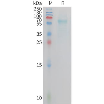 Human KGF (C-6His) Protein