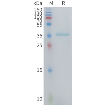 Human CCL26 (68AA) Protein