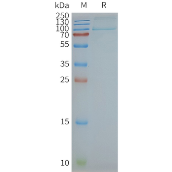 Human TLR2 full length protein-synthetic nanodisc