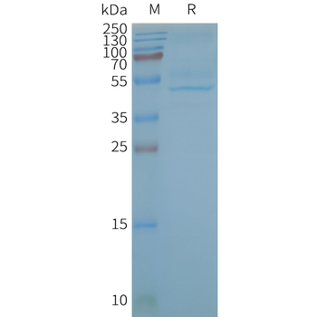 Human CB2 full length protein-synthetic nanodisc