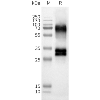 Human OR52D1 full length protein-synthetic nanodisc