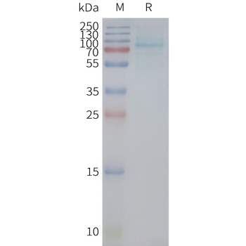 Human UTS2R full length protein-synthetic nanodisc