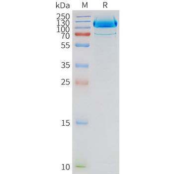 Human GRM2 full length protein-synthetic nanodisc
