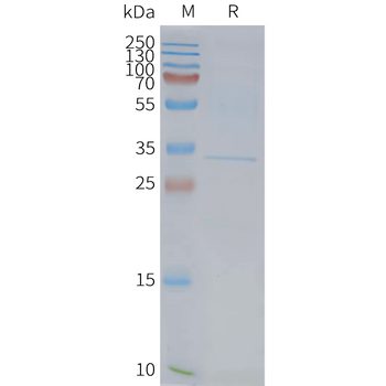 Human FFAR1 full length protein-synthetic nanodisc