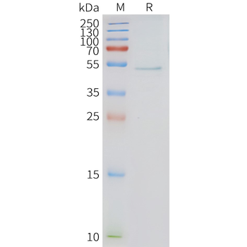 Human HRH3 full length protein-synthetic nanodisc