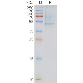 Human APLNR full length protein-synthetic nanodisc