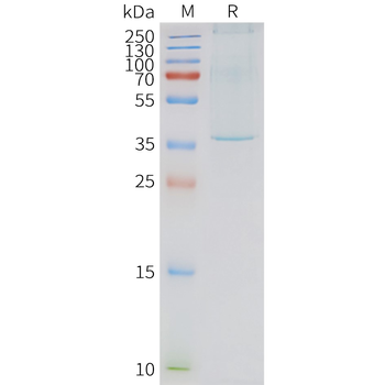Human NTSR1 full length protein-synthetic nanodisc