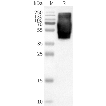 Human GPR84 full length protein-synthetic nanodisc