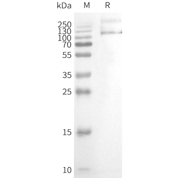 Human TRPV1 full length protein-synthetic nanodisc