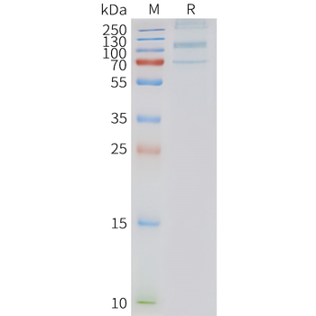 Human ADGRD1 full length protein-synthetic nanodisc