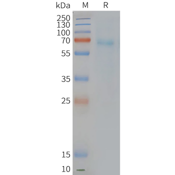 Human PTGDR2 full length protein-synthetic nanodisc