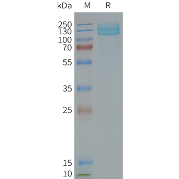 Human GRM7 full length protein-synthetic nanodisc