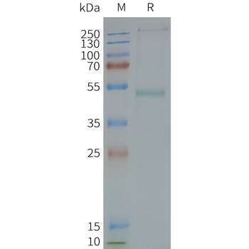 Human GRPR full length protein-synthetic nanodisc