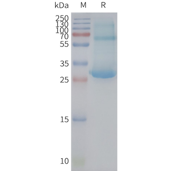 Human ADGRE5 full length protein-synthetic nanodisc