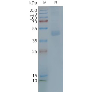 Human CX3CR1 full length protein-synthetic nanodisc