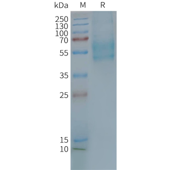 Human F2RL3 full length protein-synthetic nanodisc