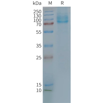 Human GLP2R full length protein-synthetic nanodisc