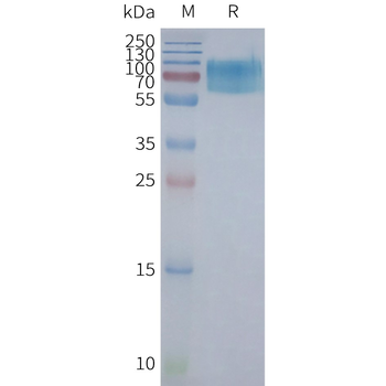 Human CHRM2 full length protein-synthetic nanodisc