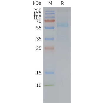 Human FZD7 full length protein-synthetic nanodisc