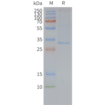 Human MRGPRX2 full length protein-synthetic nanodisc