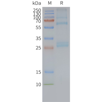 Human ADGRG1 full length protein-synthetic nanodisc